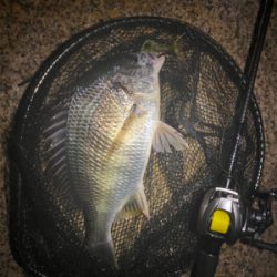 連休雨なら降る前に釣りへ