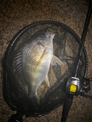 連休雨なら降る前に釣りへ