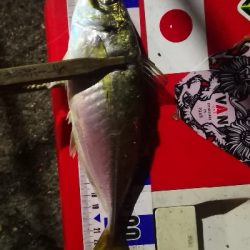 アジング練習 312 豆鯵