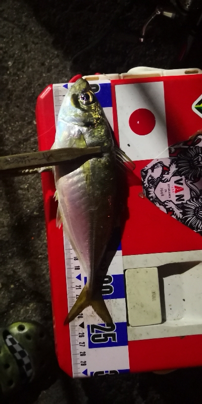 アジング練習 312 豆鯵