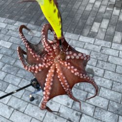 南港タコ釣り