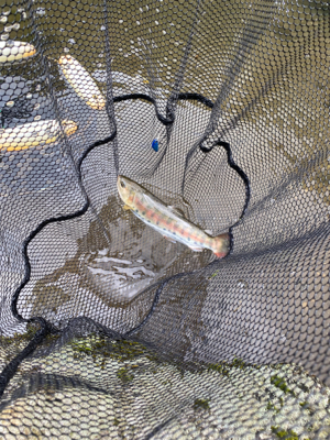 黒保根渓流フィッシングさんでミノーイング