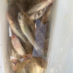 初めてのハゼ釣り