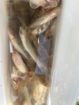 初めてのハゼ釣り