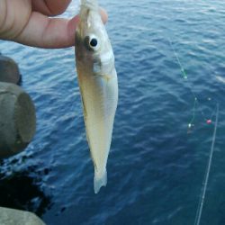 キス　ツバイソ　小鯛