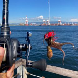 サイズが萎んだHC蛸散歩。6杯。。