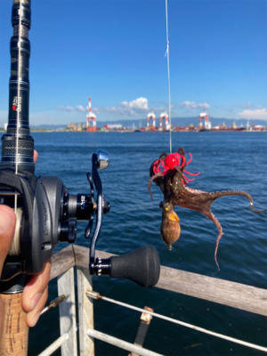 サイズが萎んだHC蛸散歩。6杯。。