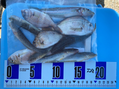 キス釣り、ハゼ釣り