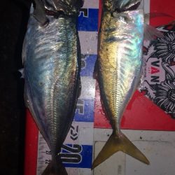 アジング練習　313