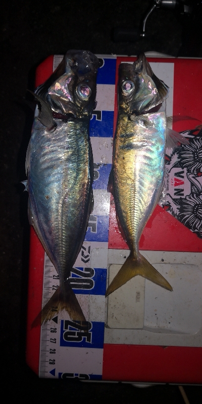 アジング練習　313