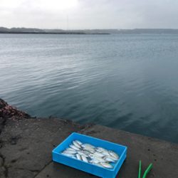 本日は不漁でした