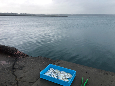 本日は不漁でした