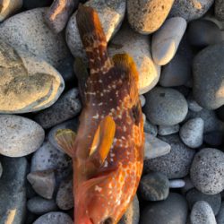 キジハタリベンジ