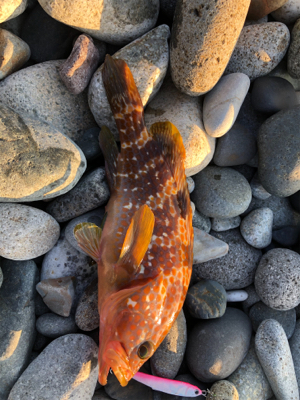 キジハタリベンジ