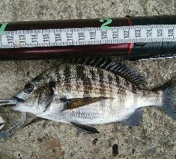 『釣りデビュー♬♬♬』221