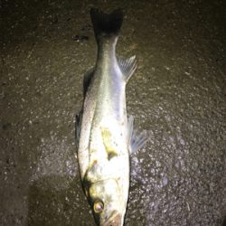 朝の部・昼の部・夜の部(=ﾟωﾟ)ﾉ