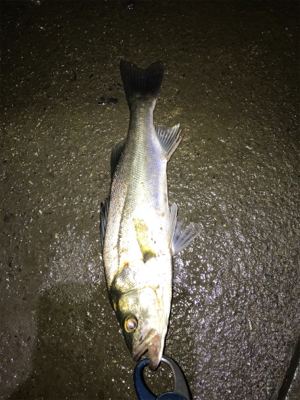 朝の部・昼の部・夜の部(=ﾟωﾟ)ﾉ