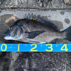 真夏のブリームゲーム