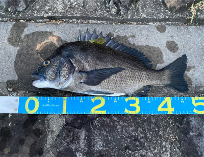 真夏のブリームゲーム