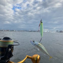 強風爆風のもと小鯖と戯れサヨリまで。。