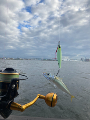 強風爆風のもと小鯖と戯れサヨリまで。。