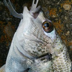 『釣りデビュー♡』222日目