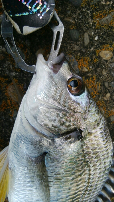 『釣りデビュー♡』222日目