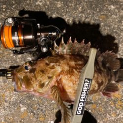 癒しのガッシー