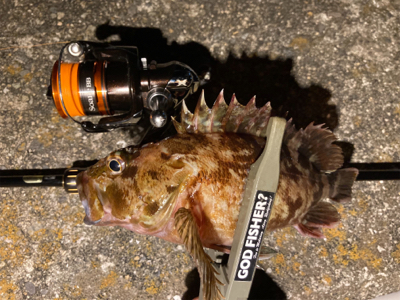 癒しのガッシー