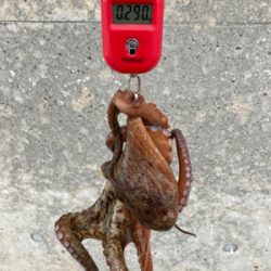 台風明けHC蛸散歩。11杯。。。