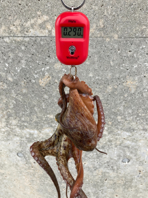 台風明けHC蛸散歩。11杯。。。