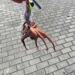 タコ釣り