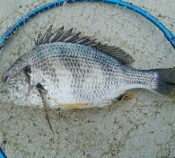 『釣りデビュー(≧∇≦)』223