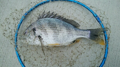 『釣りデビュー(≧∇≦)』223