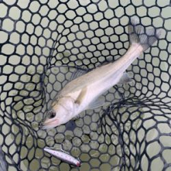 チニングでナイスキビレ