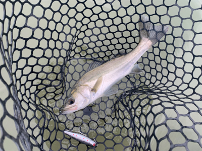 チニングでナイスキビレ