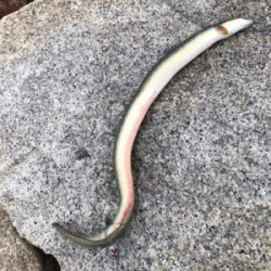 ルアーでうなぎ