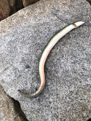 ルアーでうなぎ