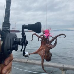 雨降り前のHC蛸散歩。4杯。。