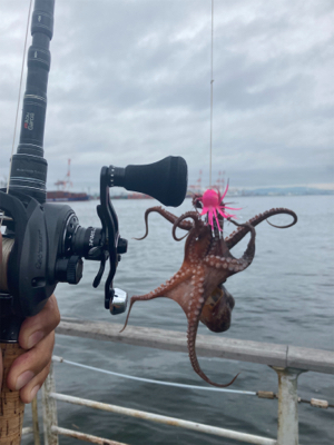 雨降り前のHC蛸散歩。4杯。。