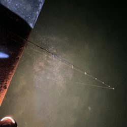 アジ　キス　アオリ調査