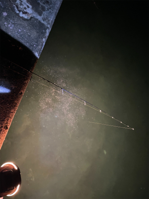 アジ　キス　アオリ調査