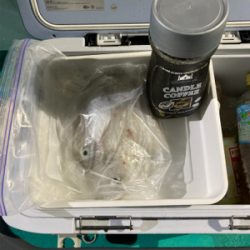 和歌山イカメタル