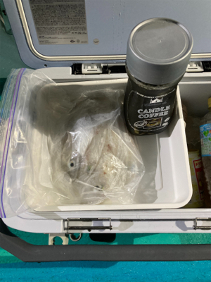 和歌山イカメタル