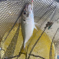 アジ　ガシラ　たかみ丸