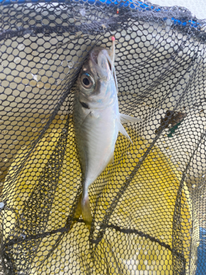 アジ　ガシラ　たかみ丸