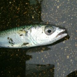 『釣りデビュー(^_-)』225日目