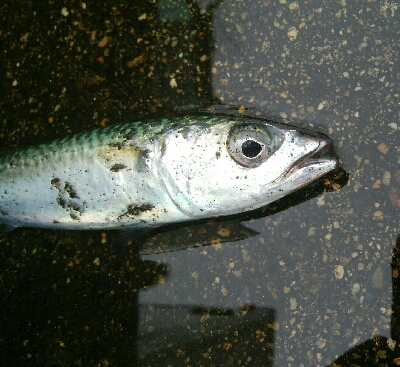 『釣りデビュー(^_-)』225日目