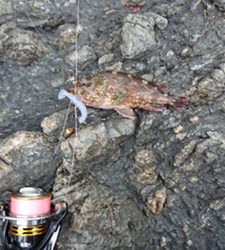 あの手この手で