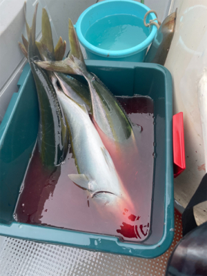 明石沖ジギング